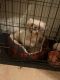 Shih Tzu Puppies for sale in Houston, TX 77082, USA. price: $1,000
