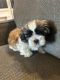 Shih Tzu Puppies for sale in CROOKED RIVER, OR 97760, USA. price: $3,300