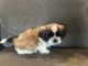 Shih Tzu Puppies for sale in CROOKED RIVER, OR 97760, USA. price: $3,000