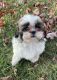 Shih Tzu Puppies for sale in Lexington, KY, USA. price: $800