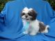 Shih Tzu Puppies for sale in Hacienda Heights, CA 91745, USA. price: $999