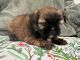 Shih Tzu Puppies for sale in Ashburnham, MA, USA. price: $1,500