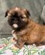 Shih Tzu Puppies for sale in Ashburnham, MA, USA. price: $1,500