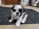 Shih Tzu Puppies for sale in Milwaukee, Wisconsin. price: $900