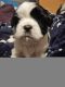 Shih Tzu Puppies for sale in Red Bluff, California. price: $700