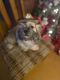 Shih Tzu Puppies for sale in 1541 Gibralter Dr, Jackson, MS 39204, USA. price: $500