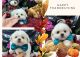 Shih Tzu Puppies for sale in Arcadia, Florida. price: $800