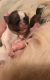 Shih Tzu Puppies for sale in Kalispell, Montana. price: NA