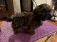 Shih Tzu Puppies for sale in Pierson, FL 32180, USA. price: $1,900