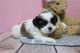 Shih Tzu Puppies for sale in Atlanta, Georgia. price: $450