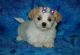 Shih Tzu Puppies for sale in Charleston, South Carolina. price: $550
