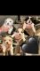 Shih Tzu Puppies for sale in Cape Coral, Florida. price: NA