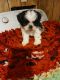 Shih Tzu Puppies for sale in Clyde, TX 79510, USA. price: $850