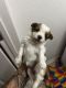 Shih Tzu Puppies for sale in Cape Coral, Florida. price: $300