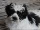 Shih Tzu Puppies for sale in St. paul, Minnesota. price: $950