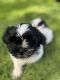 Shih Tzu Puppies for sale in Pine Rivers, Queensland. price: $1,250
