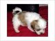 Shih Tzu Puppies for sale in Prince George, Virginia. price: $400