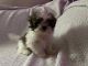 Shih Tzu Puppies for sale in Sussex, NJ 07461, USA. price: $1,650