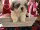 Shih Tzu Puppies for sale in Princeton, Indiana. price: $600