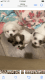 Shih Tzu Puppies for sale in La Center, Washington. price: $8,001,000