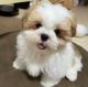 Shih Tzu Puppies for sale in Boston, Massachusetts. price: $400