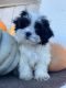 Shih Tzu Puppies for sale in Daytona Beach, Florida. price: $600
