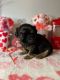Shih Tzu Puppies for sale in Boiling Springs, SC 29316, USA. price: $13,501,600