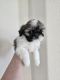 Shih Tzu Puppies for sale in Austin, Texas. price: $1,250
