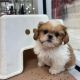 Shih Tzu Puppies for sale in Milwaukee, Wisconsin. price: $400