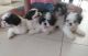Shih Tzu Puppies for sale in Paterson, New Jersey. price: $500