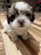 Shih Tzu Puppies for sale in Addison, Michigan. price: $500
