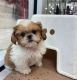 Shih Tzu Puppies for sale in Madison, Wisconsin. price: $400