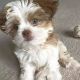 Shih Tzu Puppies for sale in Providence, Rhode Island. price: $400