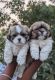 Shih Tzu Puppies for sale in Chennimalai, Tamil Nadu. price: 8,000 INR