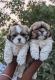 Shih Tzu Puppies for sale in Chennai, Tamil Nadu. price: 8,000 INR