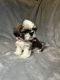 Shih Tzu Puppies for sale in El Paso, Texas. price: $400
