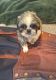 Shih Tzu Puppies for sale in Boulder Creek, California. price: $1,000