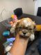 Shih Tzu Puppies for sale in Anna, Texas. price: $1,000