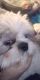 Shih Tzu Puppies for sale in Airway Heights, Washington. price: $800