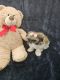 Shih Tzu Puppies for sale in Austin, Texas. price: $1,100