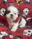Shih Tzu Puppies for sale in Berrien Springs, MI 49103, USA. price: $490