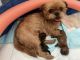 Shih Tzu Puppies for sale in Broken Hill, New South Wales. price: $2,500