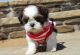 Shih Tzu Puppies for sale in Birmingham, Alabama. price: $400