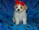 Shih Tzu Puppies for sale in Los Angeles, California. price: $400
