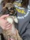 Shih Tzu Puppies for sale in Springfield, Ohio. price: $550