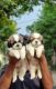 Shih Tzu Puppies for sale in Chennai, Tamil Nadu. price: 10,000 INR