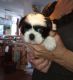 Shih Tzu Puppies for sale in Vero Beach, Florida. price: $800