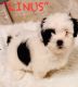 Shih Tzu Puppies for sale in Fort Worth, Texas. price: $800