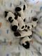 Shih Tzu Puppies for sale in Farmington Hills, Michigan. price: $800