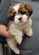 Shih Tzu Puppies for sale in Niles, Illinois. price: $600